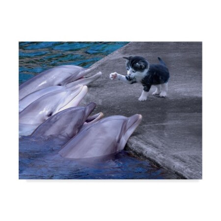 Ata Alishahi 'Kitty Kitty' Canvas Art,14x19